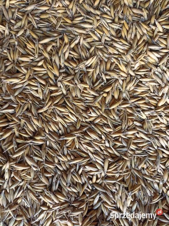 Owies 2025 ekologiczny Zboża małopolskie