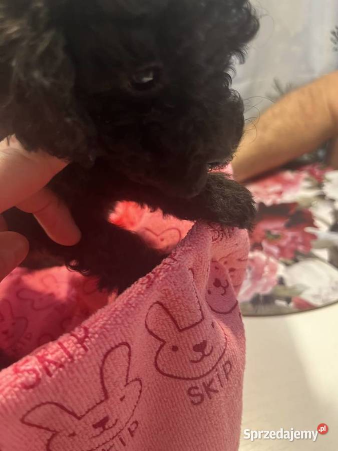 Pudel miniatura sunia Psy Milicz