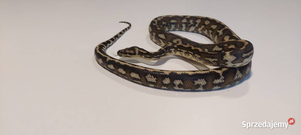 Morelia Spilota Samiec Gady i płazy