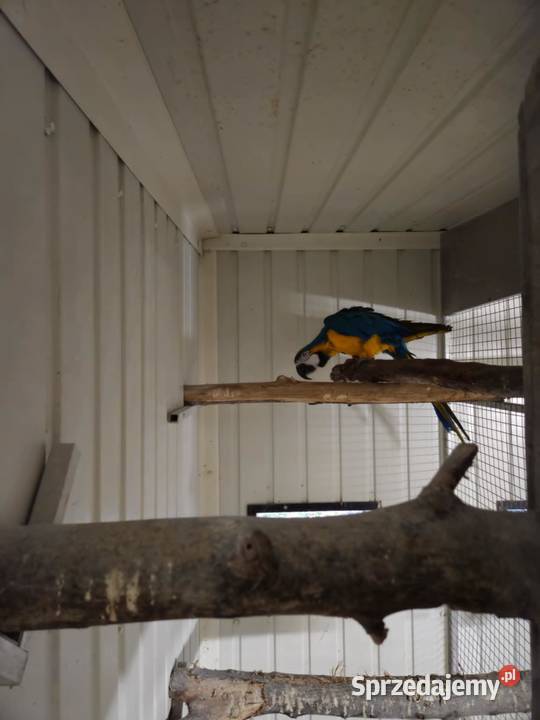 Samiec ara ararauna do hodowli małopolskie Kraków