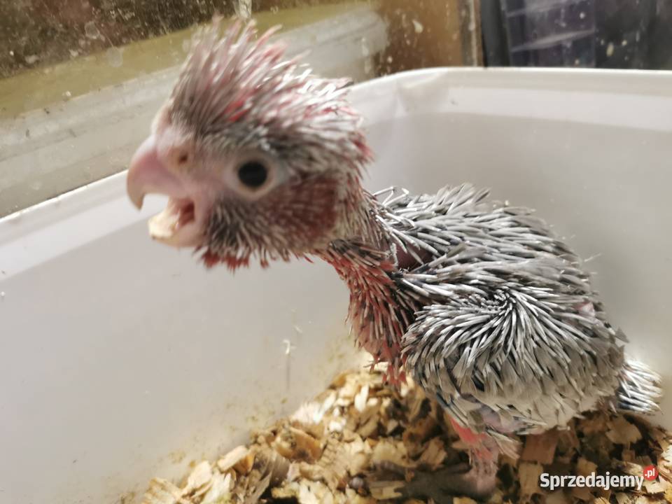 Papuga Papugi Do ręcznego karmienia Pisklaki Ara Poznań