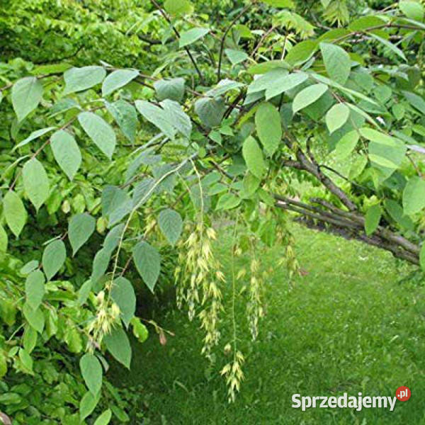 PAŁECZNIK CHIŃSKI Decaisnea fargesii NASIONA 150 kujawsko-pomorskie Lubanie sprzedam