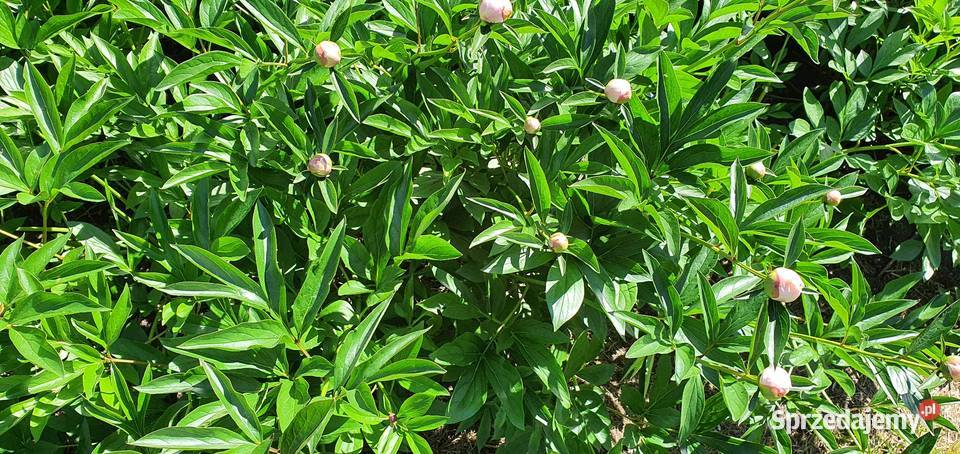 Piwonia peonia różne kolory hurt detal Warszawa sprzedam