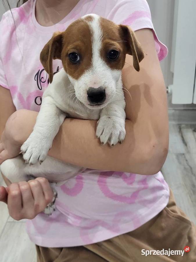 Jack russell terrier wielkopolskie Zbąszyń