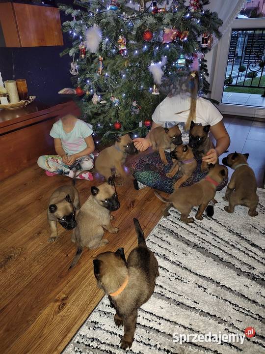 Owczarek Belgijski Milanois Częstochowa sprzedam