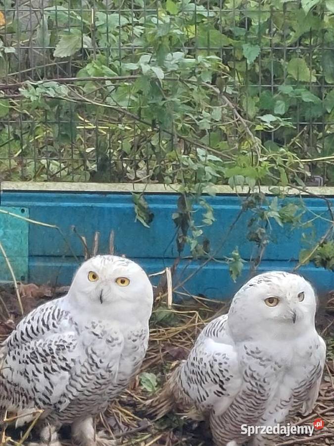 Sowy śnieżne Ptaki wielkopolskie Grodzisk Wielkopolski
