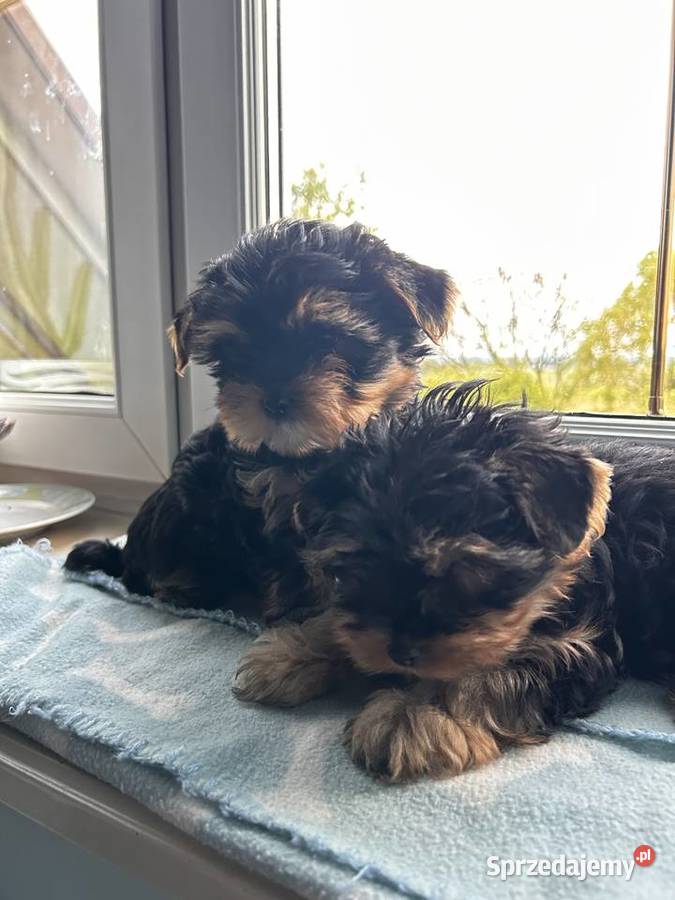 Yorkshire Terrier Dąbrowa Górnicza