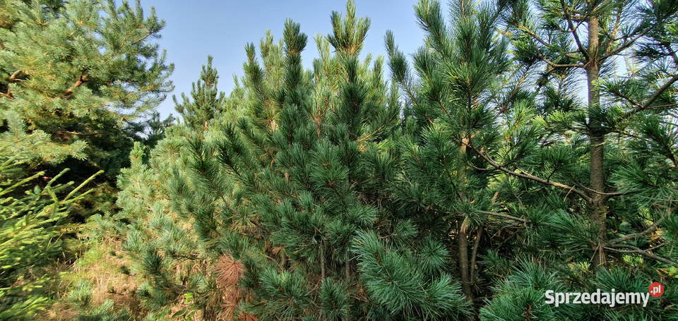 Limba Sosna górska Duże drzewa iglaste Szkółka Wisznice sprzedam