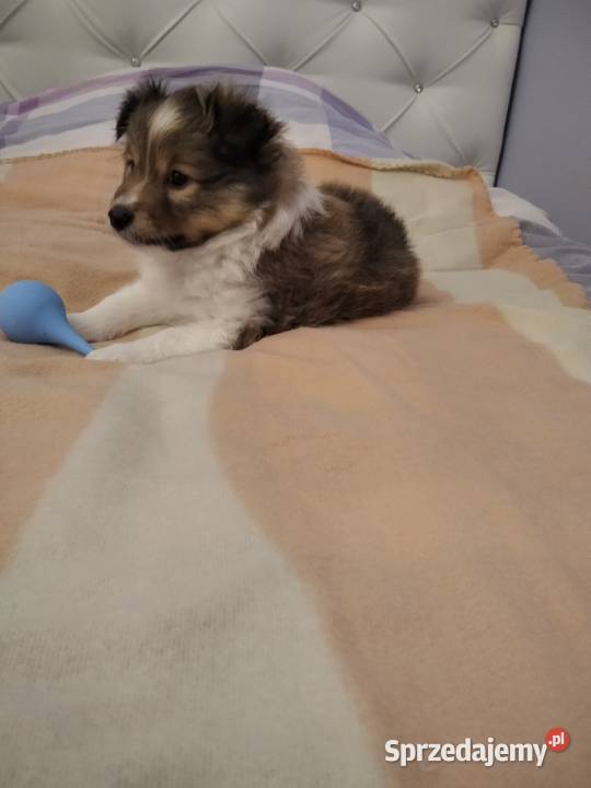 OWCZAREK SZETLANDZKI wielkopolskie Rokietnica