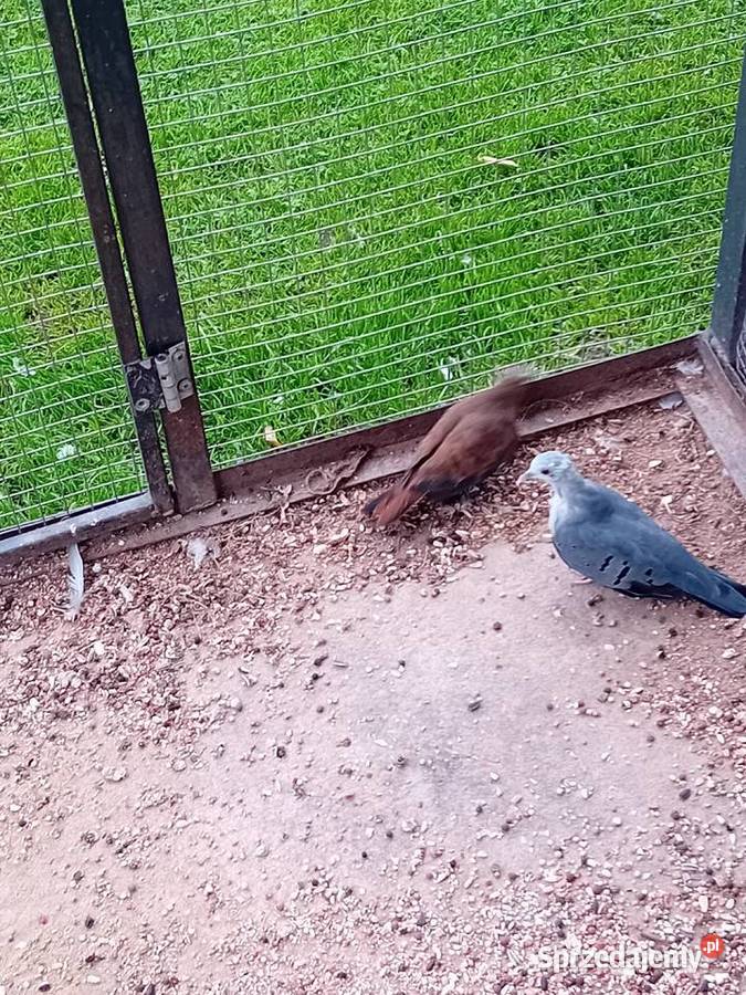 Śińiaczek plamisty para dorosła Siedlce