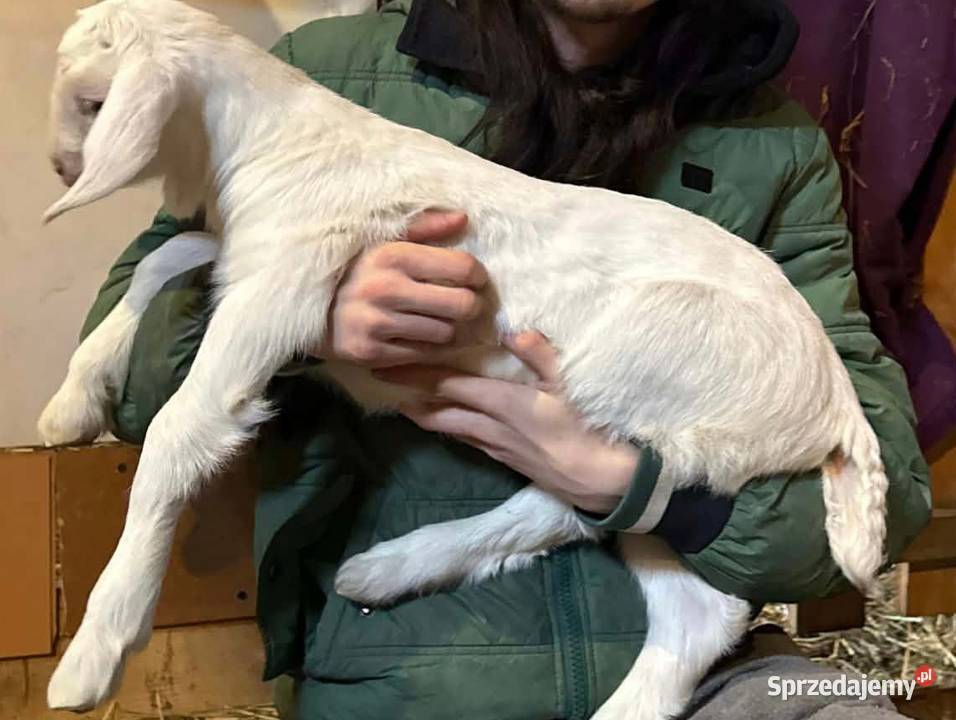 Koziołki mazowieckie Mszczonów