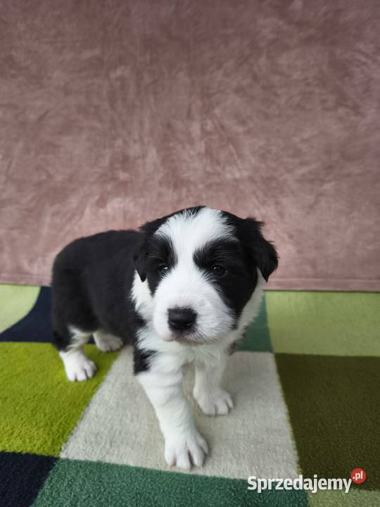 Szczeniaczki Border Collie Krosno