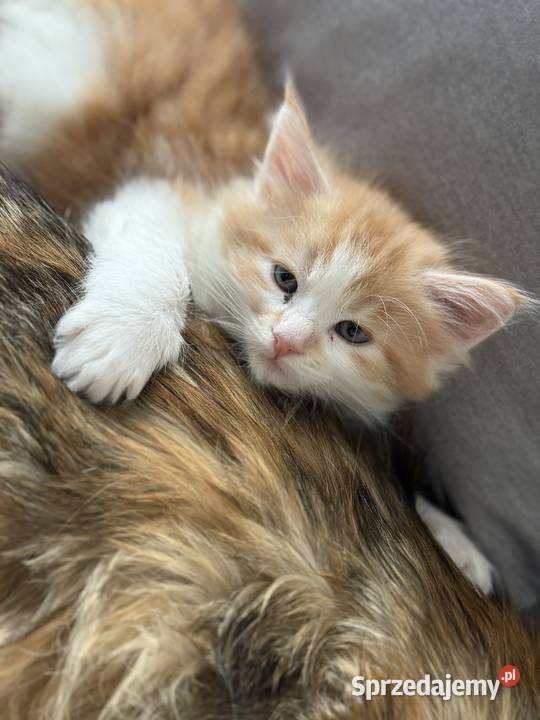 KocurKotka Maine Coon Maine Coon