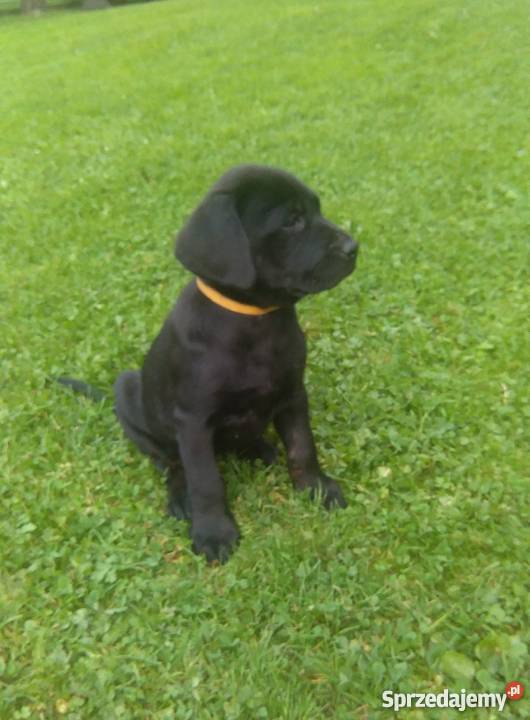 Szczeniaki labradory
