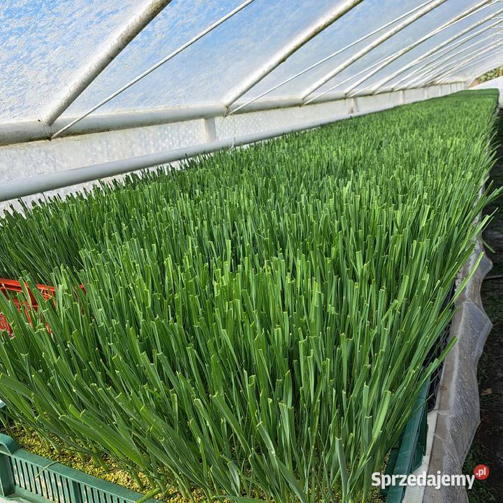 Sprzedam por 50 Opatówek