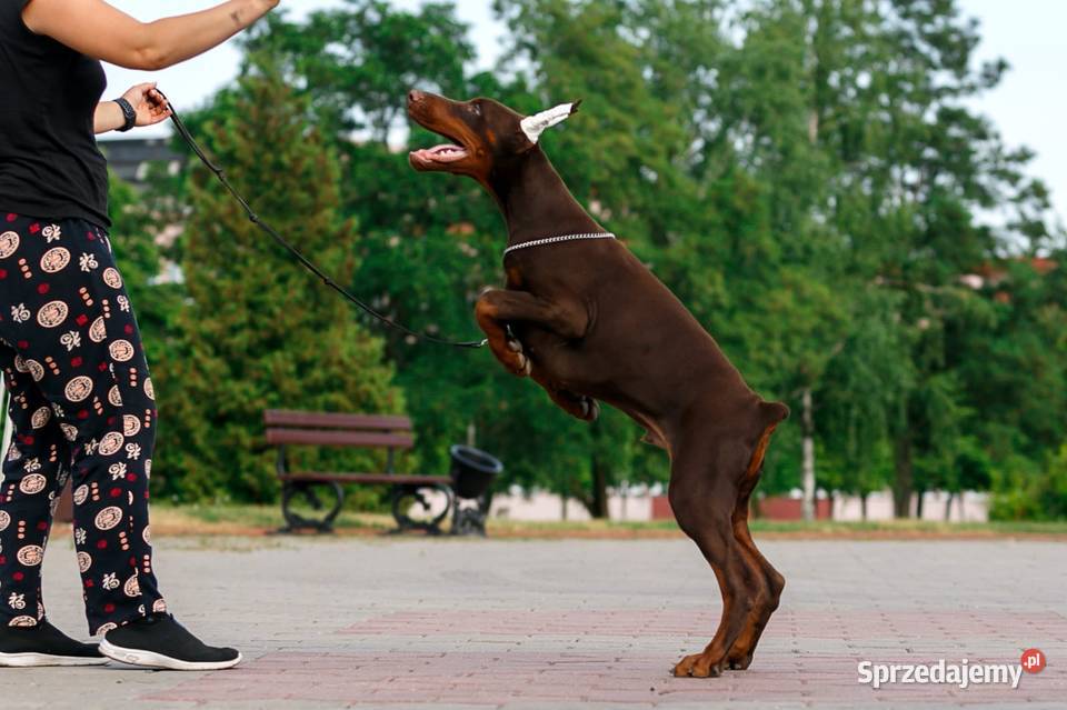 Szczenięta dobermana rodzicach interchampionach Łódź