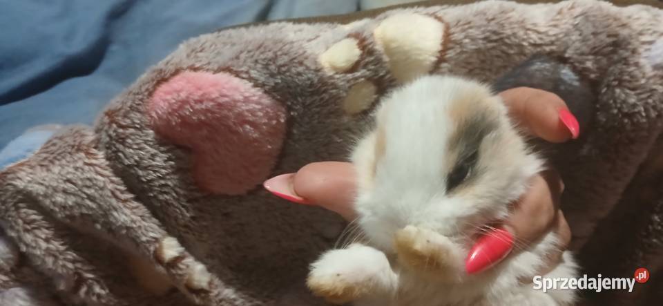 Mini lop króliczki sprzedam