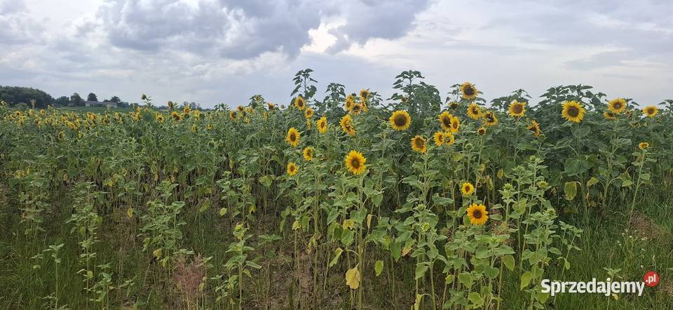 Słoneczniki ozdobne Lubelskie lubelskie Lublin sprzedam