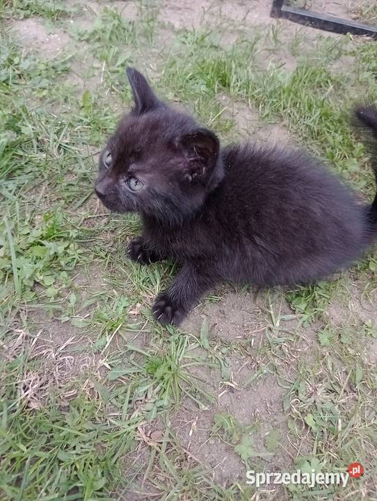 Kot kotek czarny Polkowice