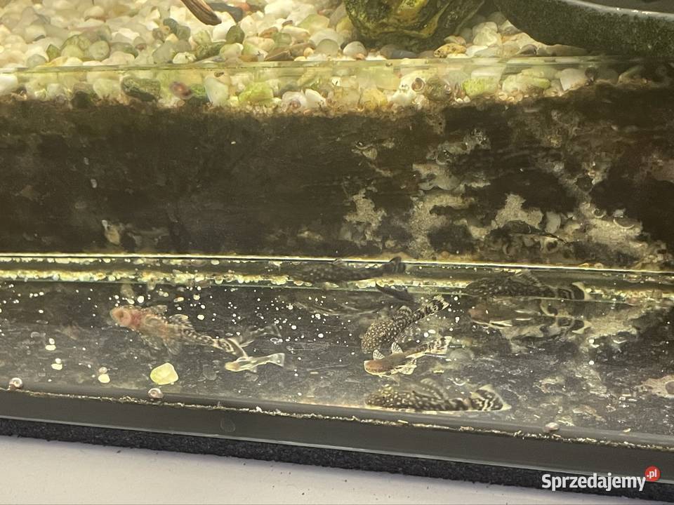 Zbrojnik Niebieski Glonojad Ancistrus lubelskie Tomaszów Lubelski sprzedam