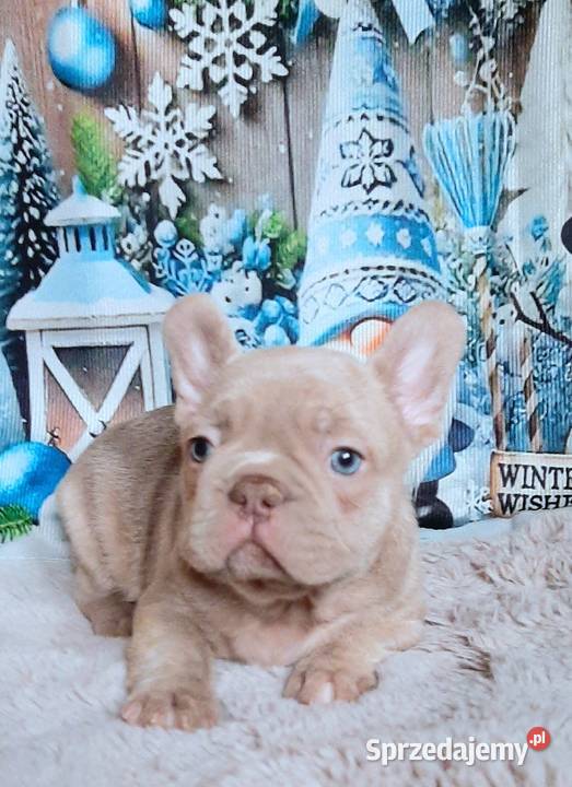 Buldog francuski chlopak isabela Pabianice