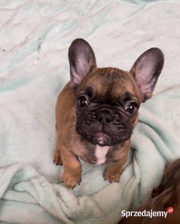 Szczeniak samiec Buldog Francuski fawn beige sprzedam
