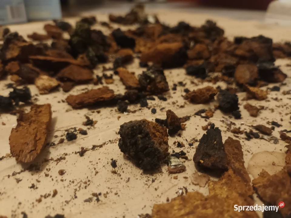 Chaga czaga błyskoporek podkorowy Grzyb