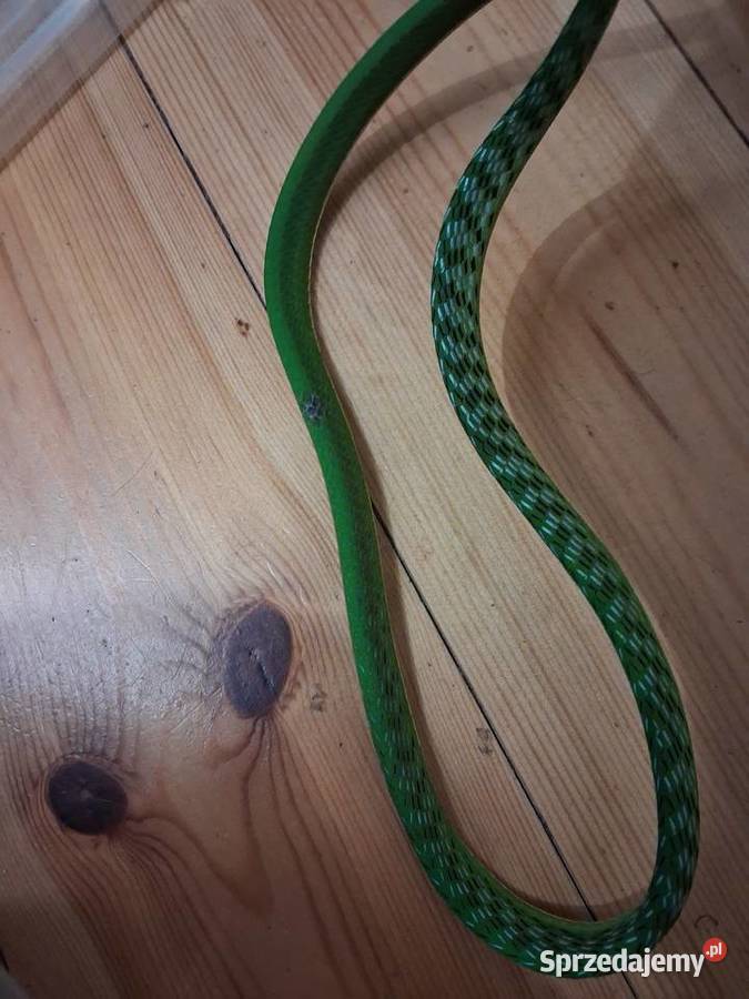 Wąż bicz ahateula nasuta Gady i płazy Wrocław