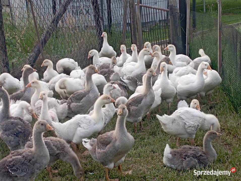 Gęsi Rasy Kołudzkiej Owsianej i Landes ODCHOWANE Golasowice