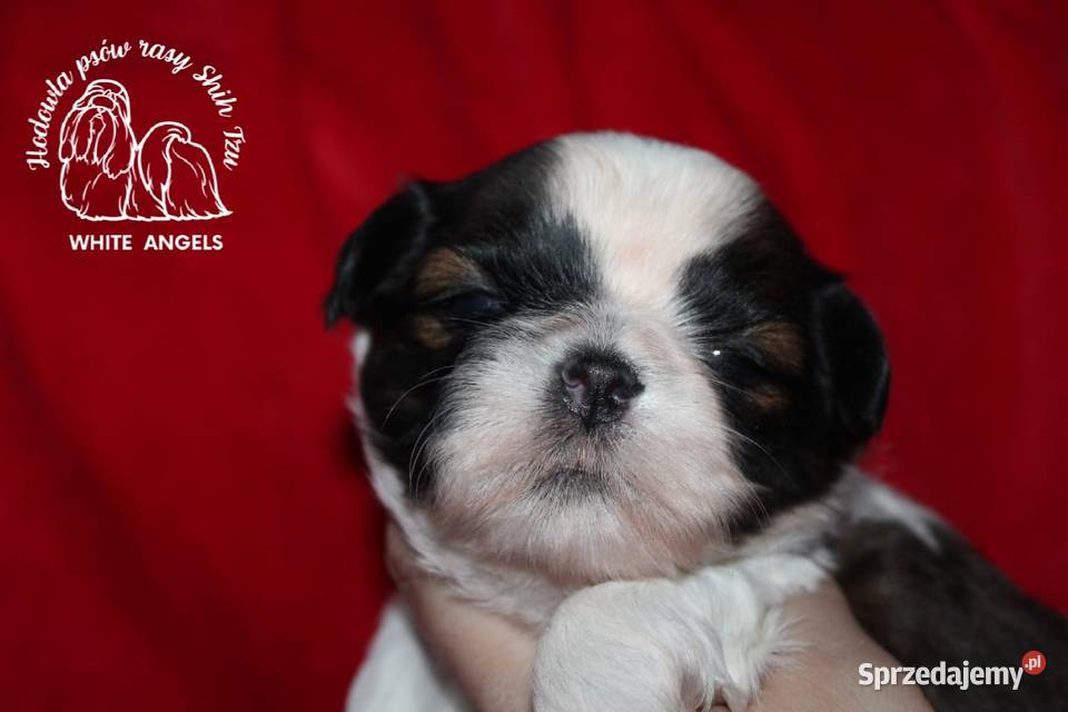 Shih tzu szczeniaczki Poznań