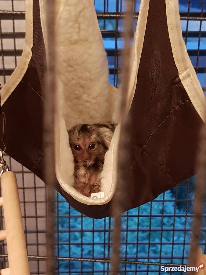 Sprzedam małpki dwie marmozety akcesoria Warszawa