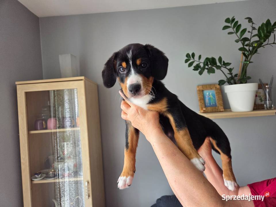 Entlebucher szczeniaczek 2.5 miesięczna suczka