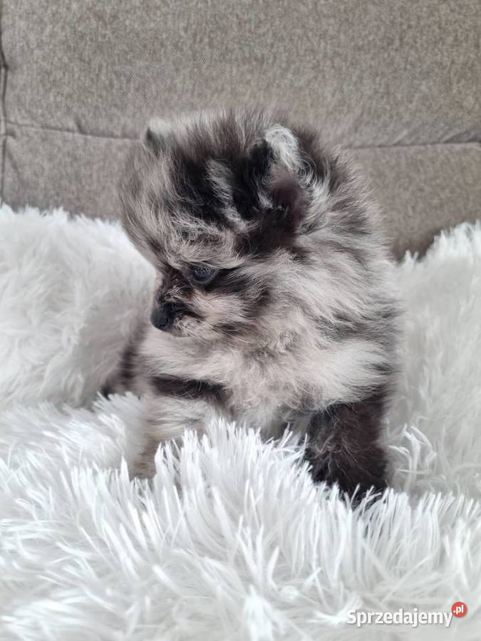 Szpic miniaturowy szczenięta Wieruszew sprzedam
