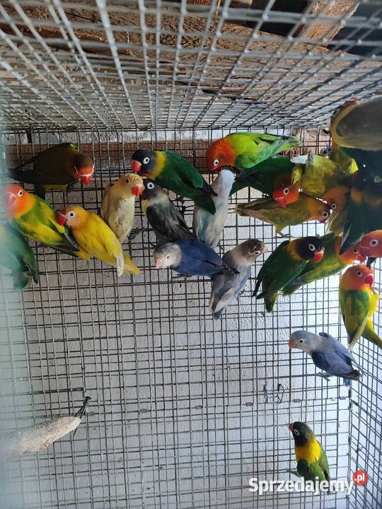 Papugi nierozłączki Bochnia