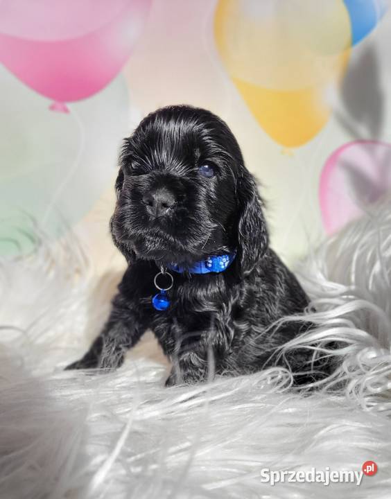 Cocker spaniel angielski pieski i suczki Łódź