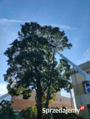 Pielęgnacja drzew terenów zieleni wycinka Tomaszów Mazowiecki