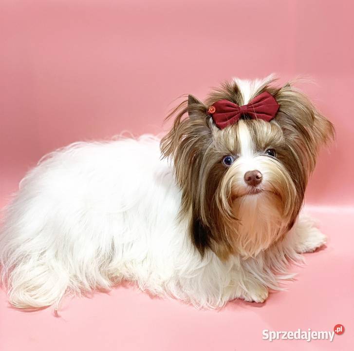 Kolor York Shokoberry Warszawa sprzedam