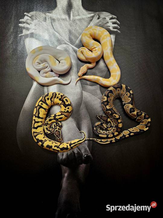 Pytony królewskie Python regius Gady i płazy Rzeszów