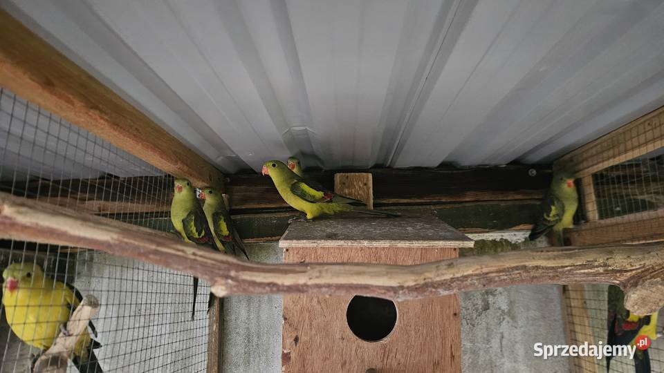 Sprzedam papugi Bergi górskie Buk