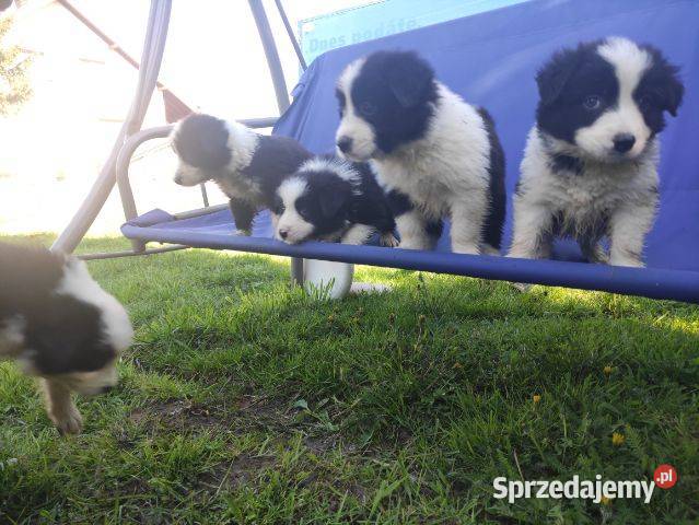 Border collie szczeniaki z rodowodem