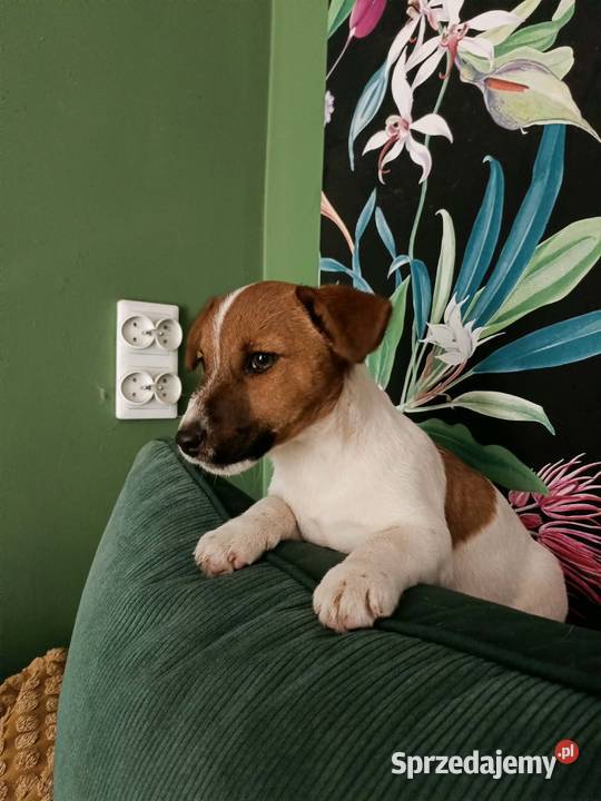 Wzorcowe Jack Russell terrier doskonała budowa Krapkowice