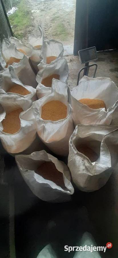 KUKURYDZA SUCHA GNIECIONA sprzedam