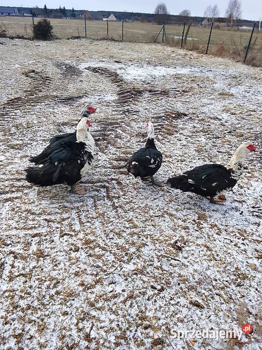 Sprzedam kaczory waga 4 Drób i ptactwo lubuskie Brzeźno