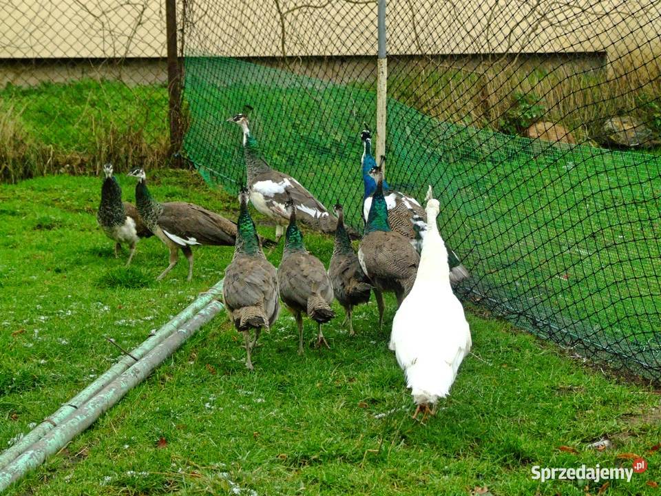 Piękne zadbane pawie Mechowo sprzedam