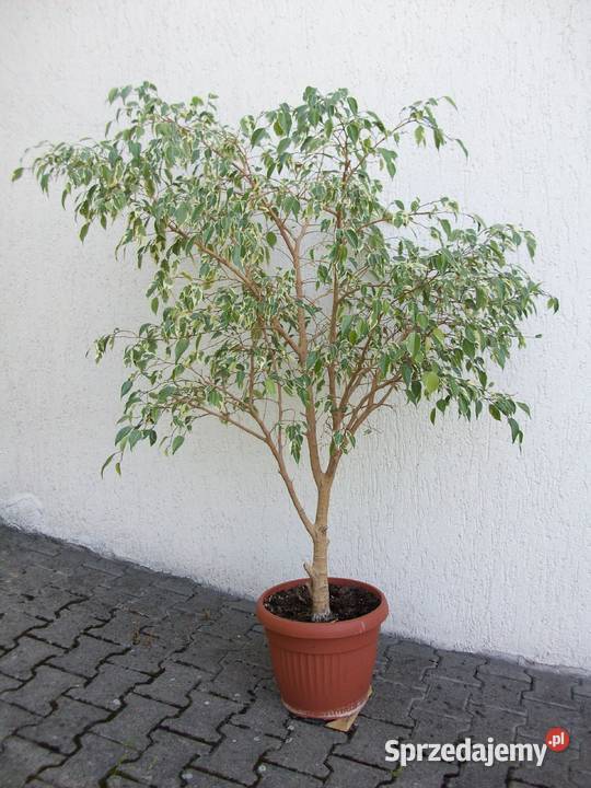 FIKUS FICUS BENJAMINA NA PNIU PLECIONY 160 Kowary