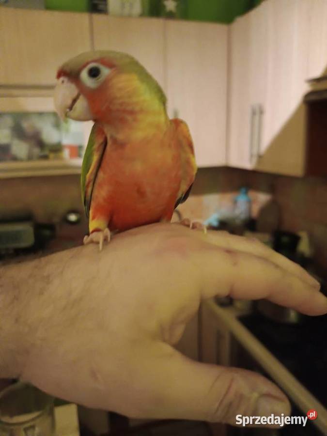 Papugi rudosterki ręcznie karmione śląskie Tychy
