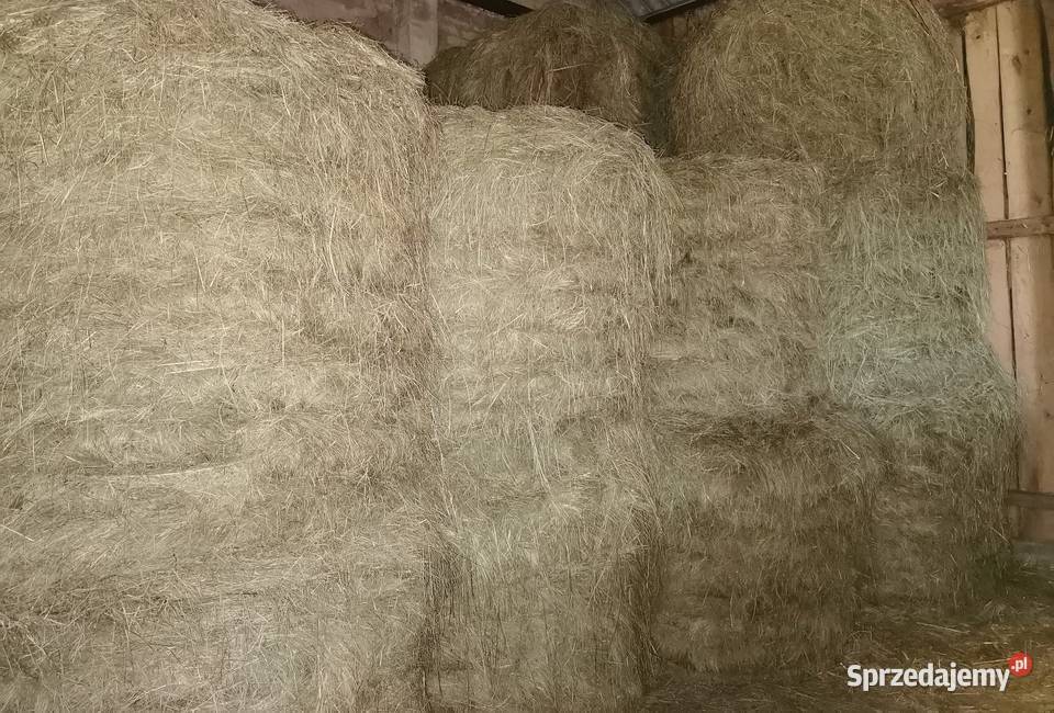 Siano zbiór 2025 Opoczno