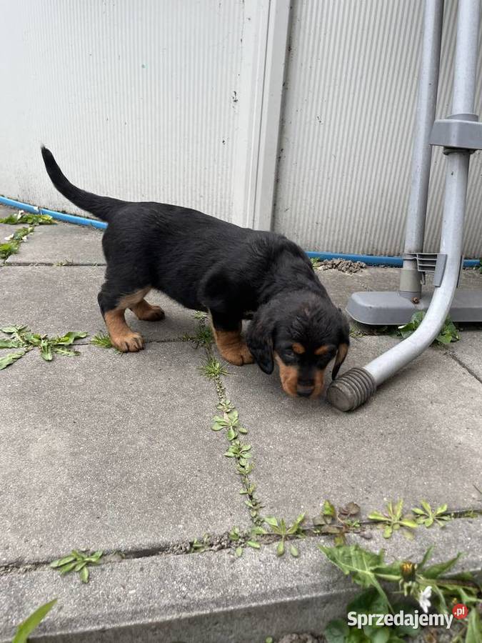 Szczeniaki Gończy Polski Wodzisław Śląski sprzedam