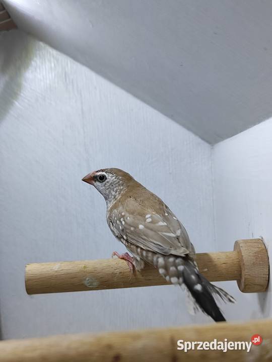 Czereszka Zebrzyk samica beżowa 2025 Myślenice