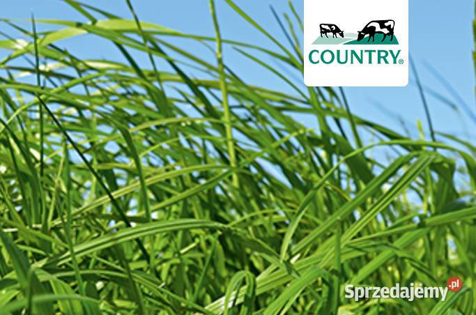 DSV Country 2001 podsiew bez koniczyny Otwock